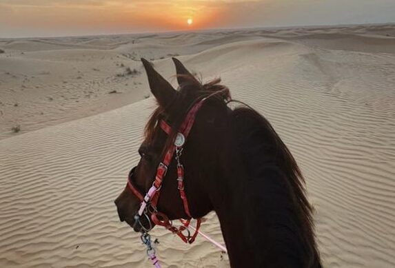 Outstanding Horse Riding Stables in Dubai - ReviewAE